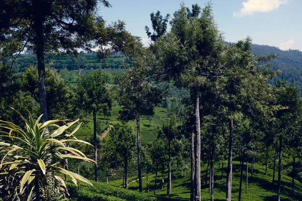 Sri Lanka - çayın yetiştiği ülke