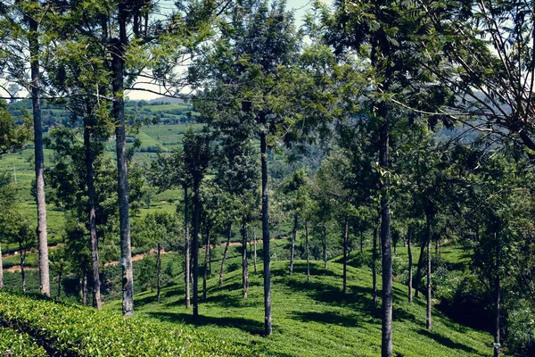 Sri Lanka - çayın yetiştiği ülke