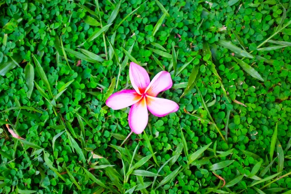 Fiore Rosa Erba Verde — Foto Stock