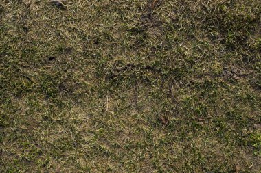 Yeşil çimenler güzel arka planlar