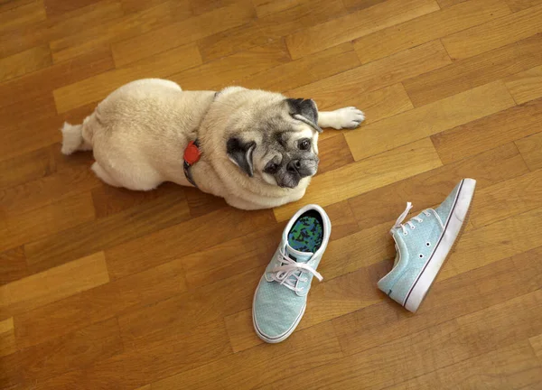 Perro carlino pug sobre suelo de madera naranja junto a calzado deportivo