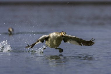 Kaçan grebe, Toskana, İtalya