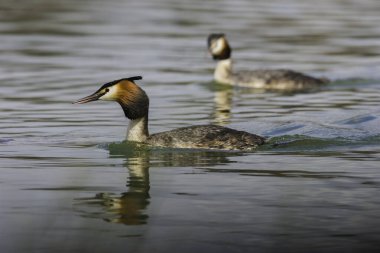 Güzel bir çift yunus.