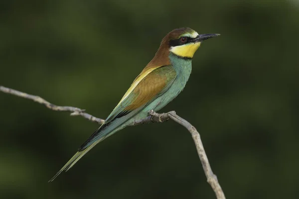 Bee Eater Toscana Italia —  Fotos de Stock