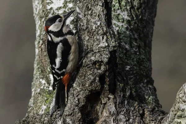 red woodpecker laid on a branch in tuscany