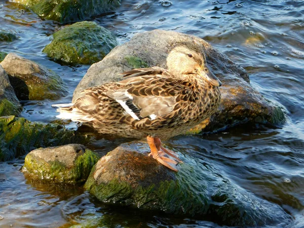 Коричневая Дикая Утка Стоит Скале Посреди Реки Чистая Вода Саммер — стоковое фото