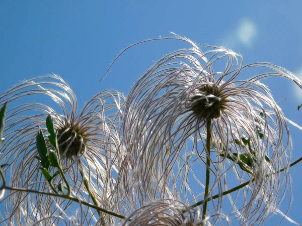 Golden Clematis Seeds Petal Blue Skies Silky Flower Seeds Summer — Stock Photo, Image