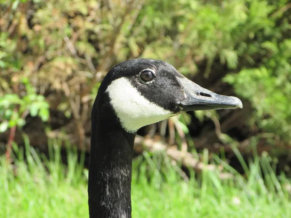 Wild Canadian Goose Närbild Profil — Stockfoto