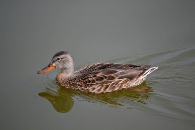 Vahşi ördek gölde yüzüyor. Su yansıması. 