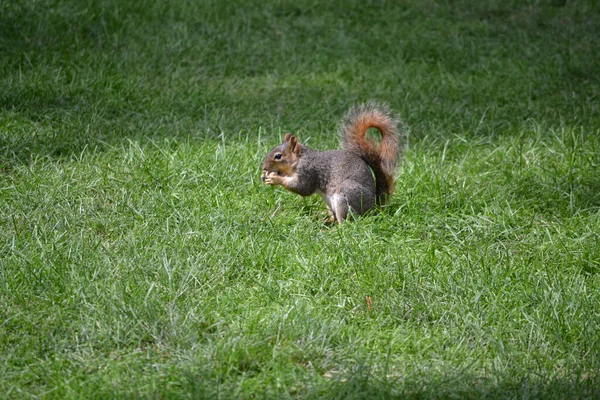 可爱的褐色和灰色松鼠在绿草中吃东西 — 图库照片