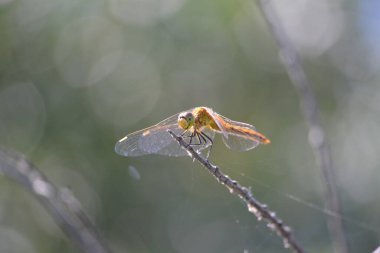 Yeşil ve turuncu yusufçuk güler gibi görünüyor, çıplak bir ağaç dalında dinleniyor. Yakın çekim.. 