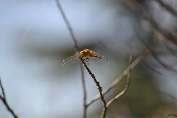 Libellule Verte Orange Qui Ressemble Elle Sourit Reposant Sur Une — Photo