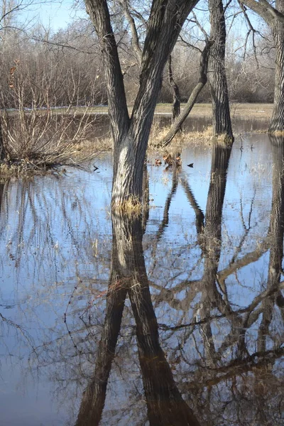 Flooded Bare Trees Park Water Reflection Early Spring — Stock Photo, Image