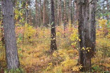 Sonbaharda güzel bir orman