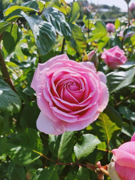Rose Del Parco Sono Diventate Noi Una Cultura Del Giardino — Foto Stock