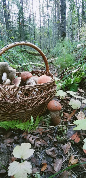 Mushrooms Basket — Stock Photo, Image