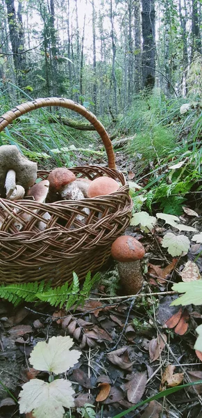 Las Setas Cesta — Foto de Stock