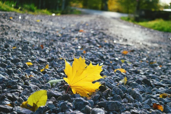 Feuille Jaune Sur Asphalte — Photo