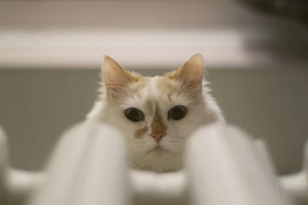 Gato Con Ojos Azules — Foto de Stock