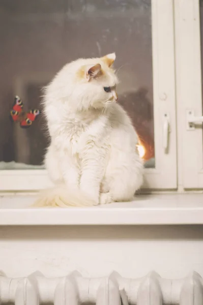 Милий Кіт Вікні — стокове фото
