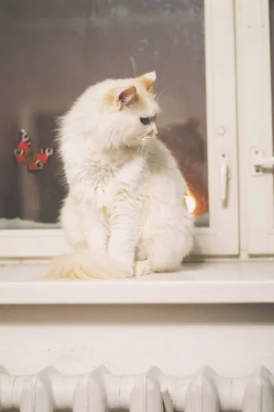 Chat Mignon Dans Fenêtre — Photo