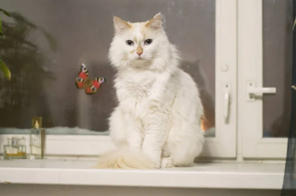 窓に可愛い猫が — ストック写真