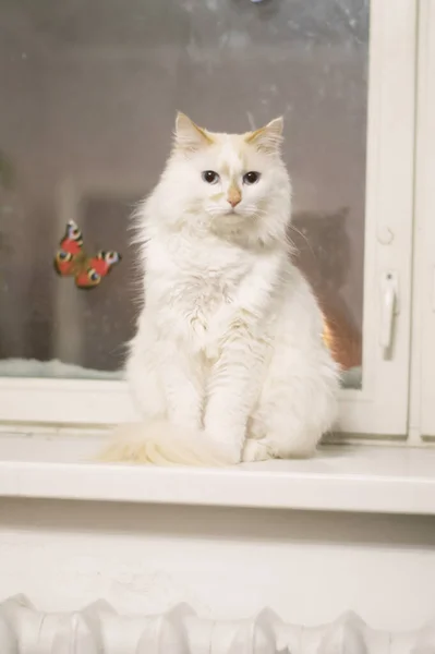 Katze Mit Blauen Augen — Stockfoto