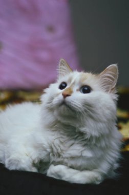 Kedi kanepede yatıyor.