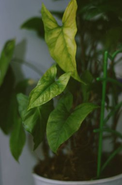 Philodendron - Adroid ailesinden bir daimi çiçek.