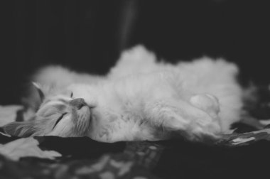 Kedi de tatlı tatlı uyuyor.