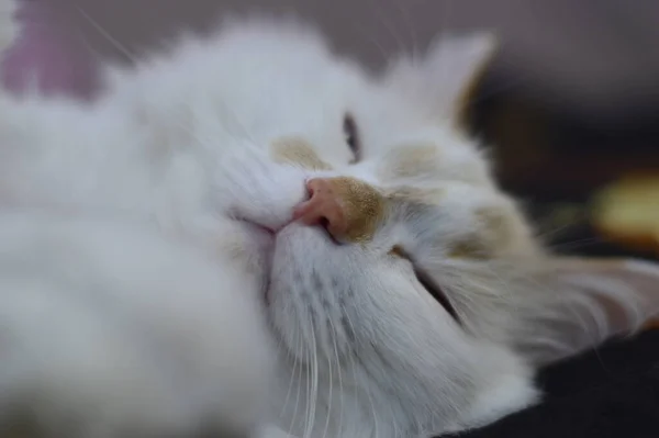 Kedi Tatlı Tatlı Uyuyor — Stok fotoğraf