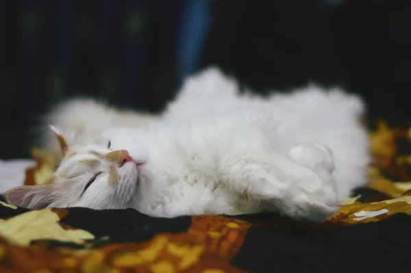 Anche Gatto Dorme Dolcemente — Foto Stock