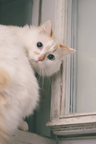 Fortochnik Gato Que Gosta Sentar Janela — Fotografia de Stock