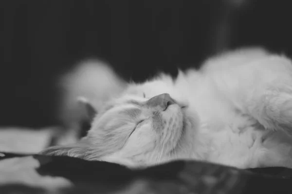 Anche Gatto Dorme Dolcemente — Foto Stock