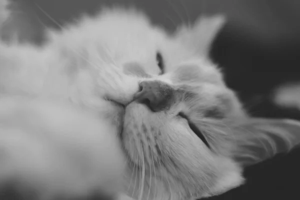 Anche Gatto Dorme Dolcemente — Foto Stock