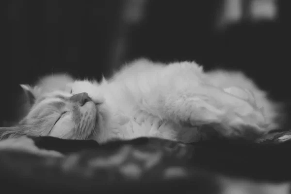 Anche Gatto Dorme Dolcemente — Foto Stock