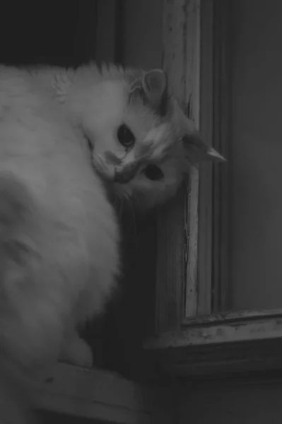 Fortochnik Cat Who Loves Sit Window — Stock Photo, Image