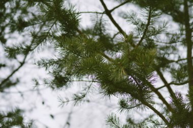 Spruce dalları kapanır