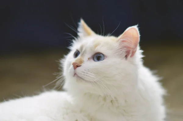 Retrato Gato Branco — Fotografia de Stock