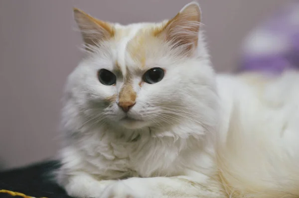 Милая Кошка Терпеливо Ждет Хозяина — стоковое фото