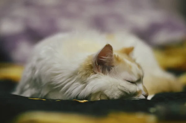 Gato Bonito Adora Dormir Muito — Fotografia de Stock