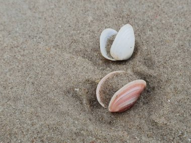 Sea shells on sand backgroud, copy space for the text, Jurmala, Latvia, Baltic sea, Europe clipart