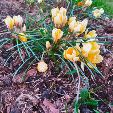Crocus ilkbaharda açar, soğuk sıcaklıkta. Tam üstte