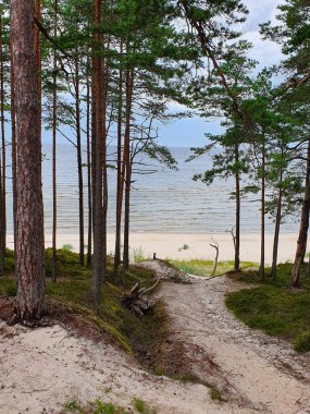 Ormanların yok edilmesi etkisi Letonya, Jurmala, Avrupa. Higt açı görünümü