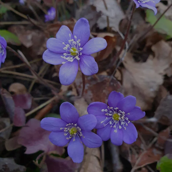 Hepatica Nofcs Anehepatica Hepatica Первые Весенние Цветы Размытом Фоне — стоковое фото