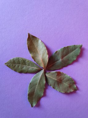 Mor arka planda defne yaprağı, baharat koleksiyonu kavramı