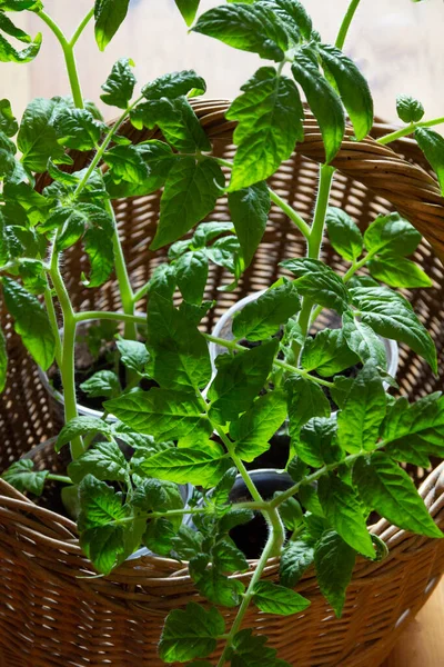 Brotos Mudas Tomate Orgânico Conceito Jardinagem Orgânica Fechar Alimentos Saudáveis — Fotografia de Stock