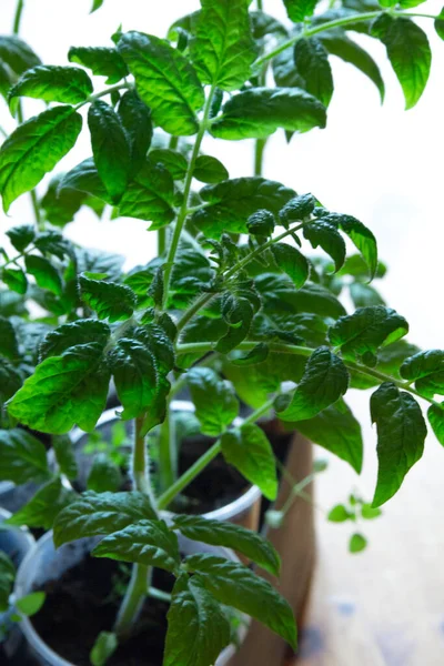 Brotos Mudas Tomate Orgânico Conceito Jardinagem Orgânica Fechar Alimentos Saudáveis — Fotografia de Stock