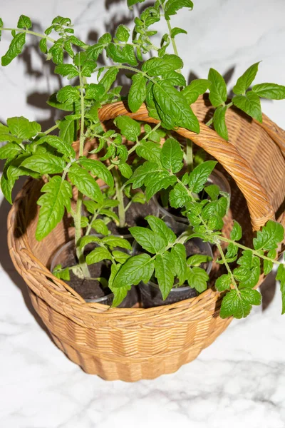Brotos Mudas Tomate Orgânico Conceito Jardinagem Orgânica Fechar Alimentos Saudáveis — Fotografia de Stock
