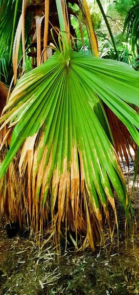 Palmboomblad Achtergrond Natuurlijke Achtergrond Sluiten — Stockfoto